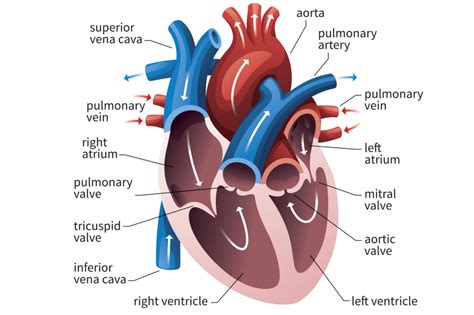 what is the function and anatomy of left ventricle